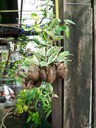 flowerpotの写真素材