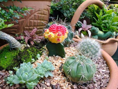 cactusの写真素材