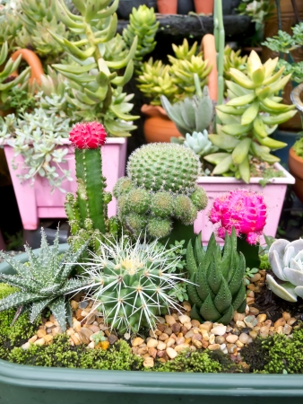 cactusの写真素材