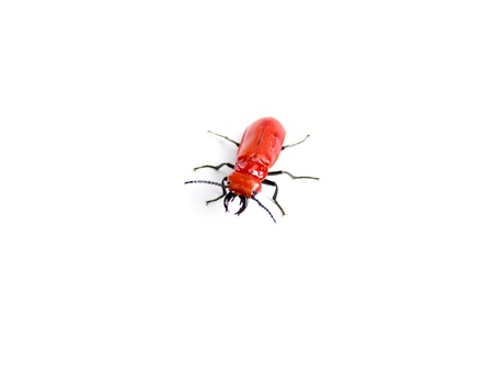  insect