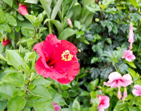 flowerの写真素材