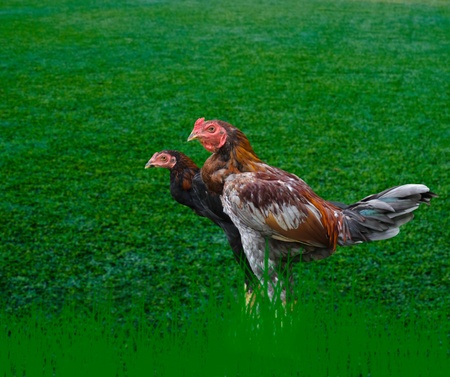  fighting cockの写真素材