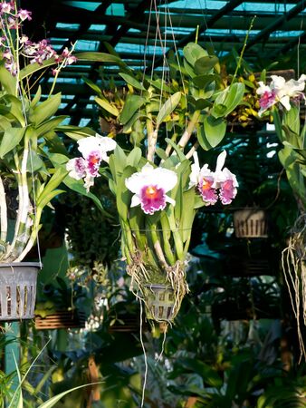 flowerの写真素材