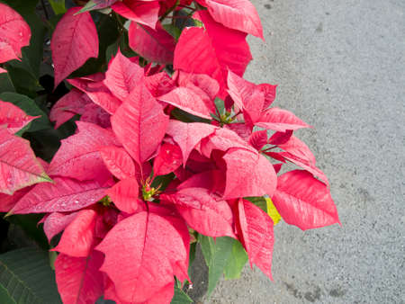 leafの写真素材