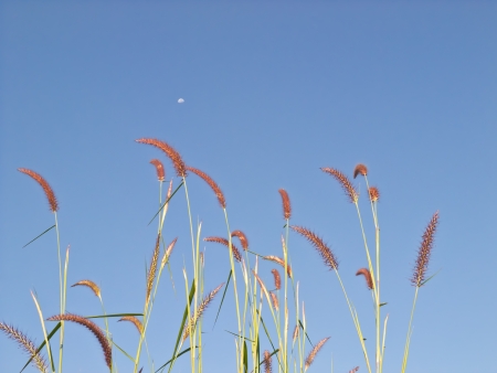 flowerの写真素材