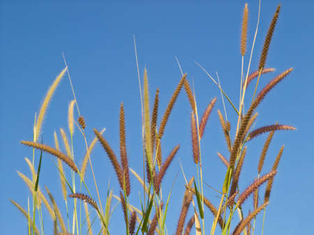 flowerの写真素材