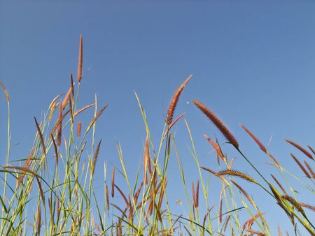 flowerの写真素材