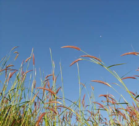 flowerの写真素材
