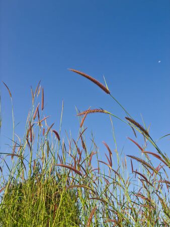 flowerの写真素材