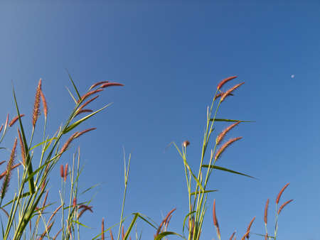 flowerの写真素材