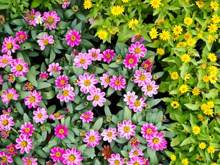 flowerの写真素材