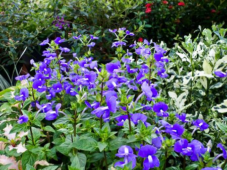 flowerの写真素材