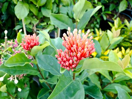 flowerの写真素材