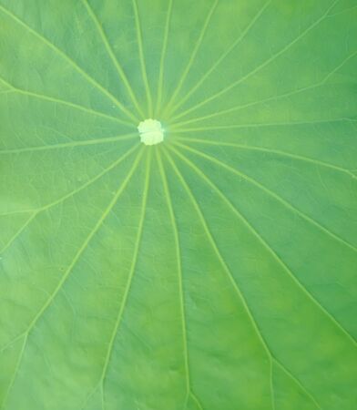 leafの写真素材