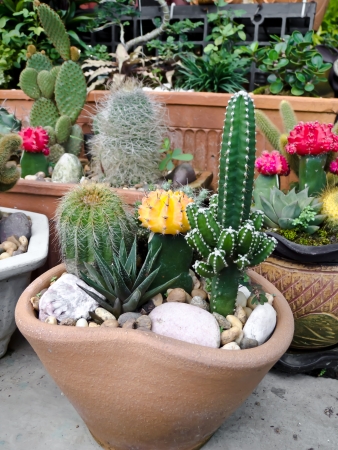 cactusの写真素材