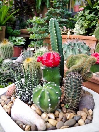 cactusの写真素材