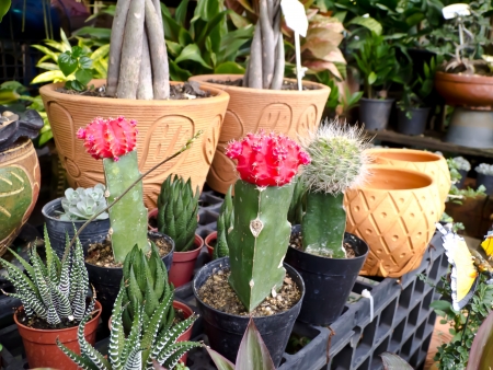 cactusの写真素材