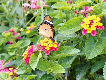 butterflyの写真素材