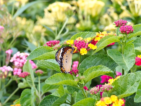 butterflyの写真素材