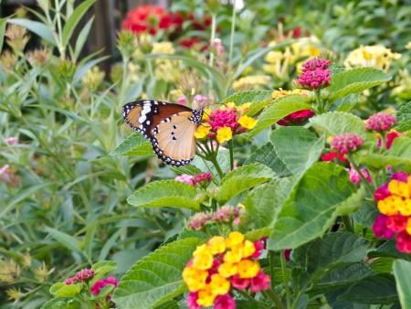 butterflyの写真素材