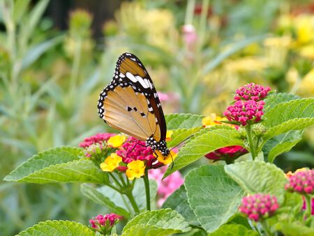 butterflyの写真素材