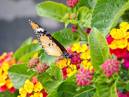 butterflyの写真素材
