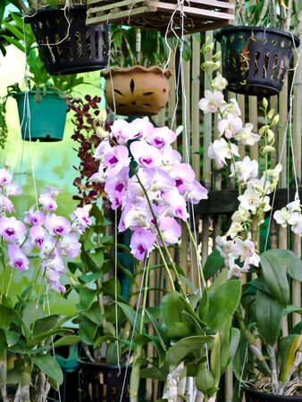 flowerの写真素材