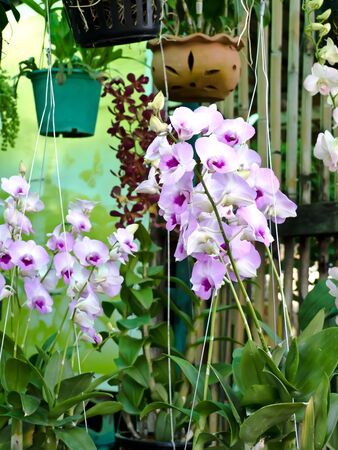 flowerの写真素材