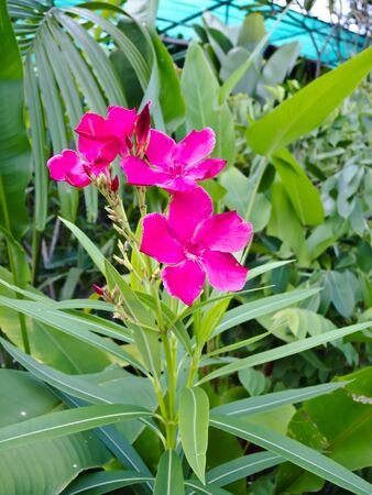 flowerの写真素材