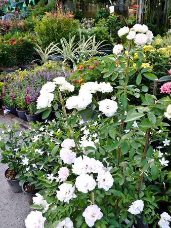 flowerの写真素材