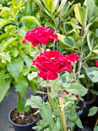 garden park sceneの写真素材