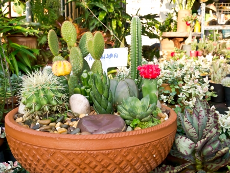 cactusの写真素材