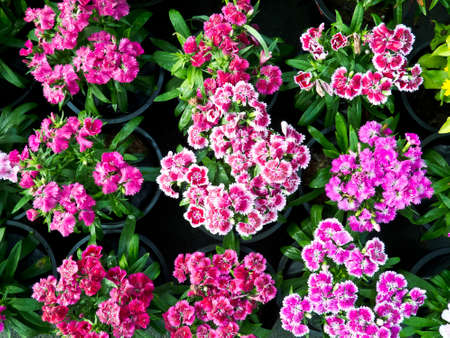 garden park sceneの写真素材