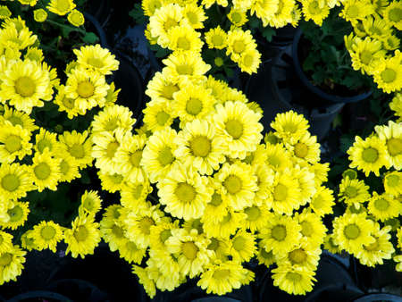 garden park sceneの写真素材