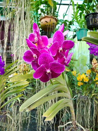 orchidの写真素材