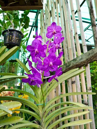 orchidの写真素材