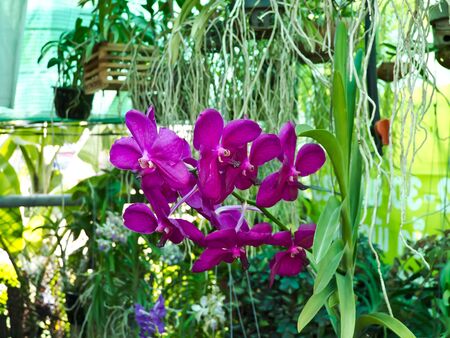 orchidの写真素材
