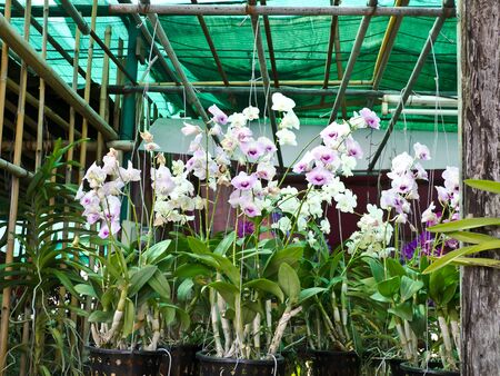 orchidの写真素材