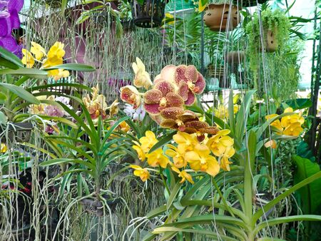 orchidの写真素材