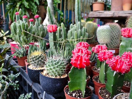cactusの写真素材