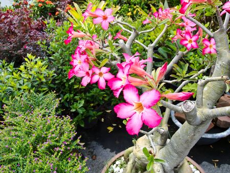 flowerの写真素材