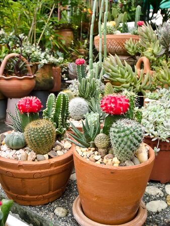cactusの写真素材