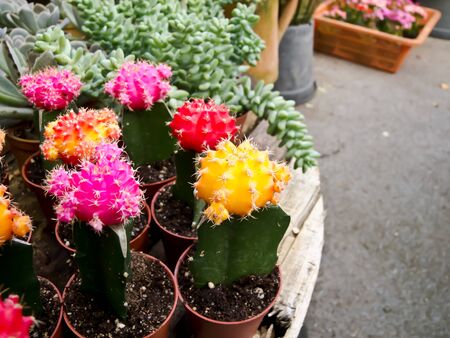 cactusの写真素材
