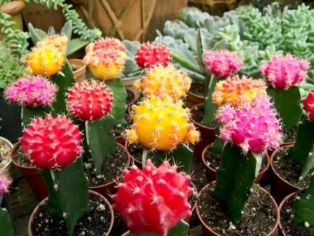 cactusの写真素材
