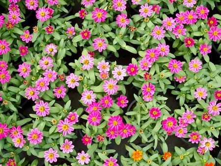 garden park sceneの写真素材