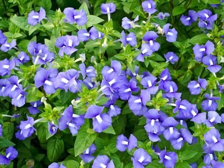garden park sceneの写真素材