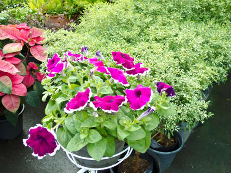garden park sceneの写真素材