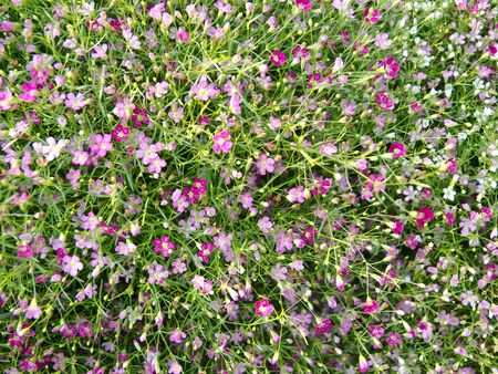 garden park sceneの写真素材