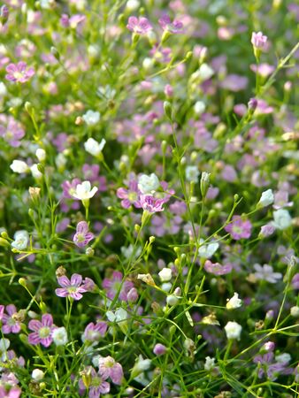 garden park sceneの写真素材