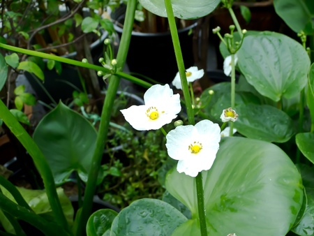garden park sceneの写真素材